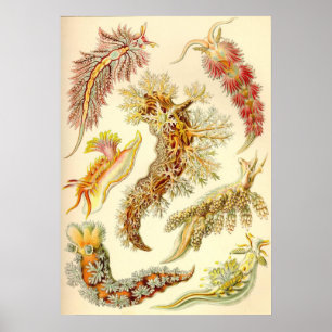 Ernst Haeckel - Nudibranchia Poster