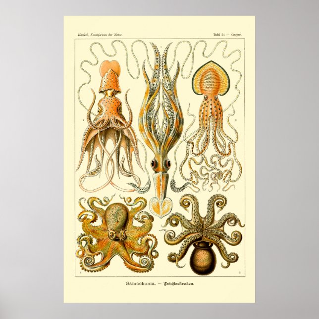 Ernst Haeckel Octopus Poster (Vorne)