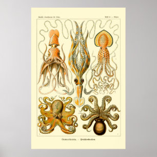 Ernst Haeckel Oktopus Poster
