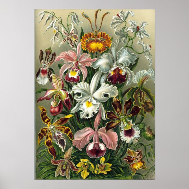 Ernst Haeckel - Orchidae Poster (Vorne)