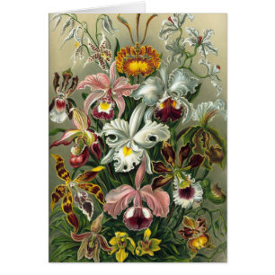 Ernst Haeckel Orchideen, Vintage Regenwald Blumen