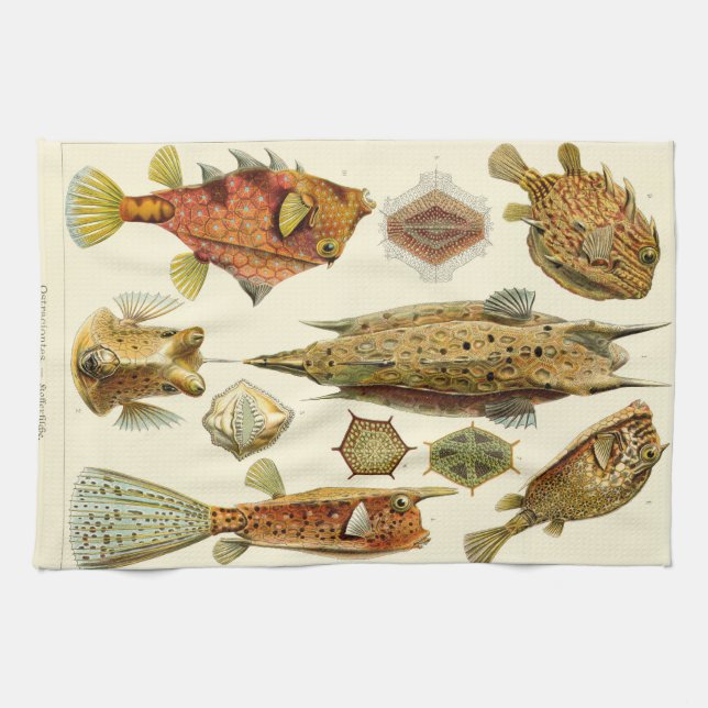 Ernst Haeckel Ostraciontes Boxfish Cowfish Geschirrtuch (Horizontal)