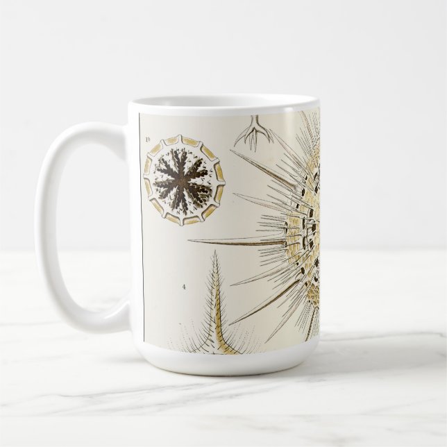 Ernst Haeckel Phaeodaria Kaffeetasse (Links)