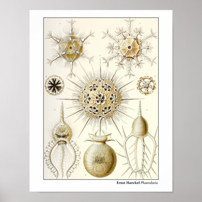 Ernst Haeckel Phaeodaria Poster (Vorne)
