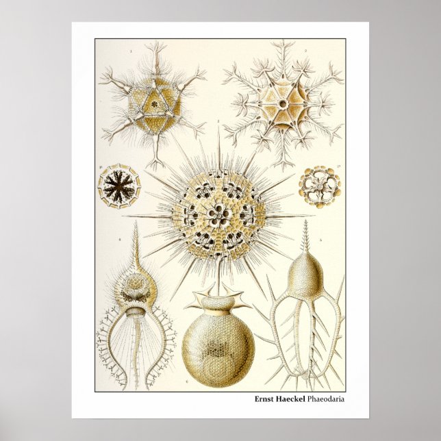 Ernst Haeckel Phaeodaria Poster (Vorne)