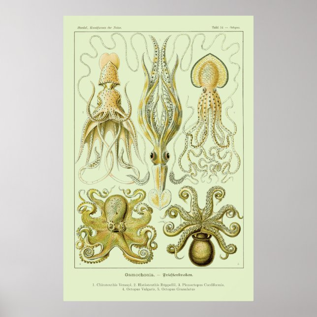 Ernst Haeckel Poster (Vorne)