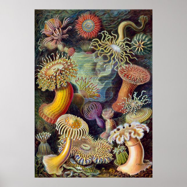 Ernst Haeckel Poster ~ Actiniae (Vorne)
