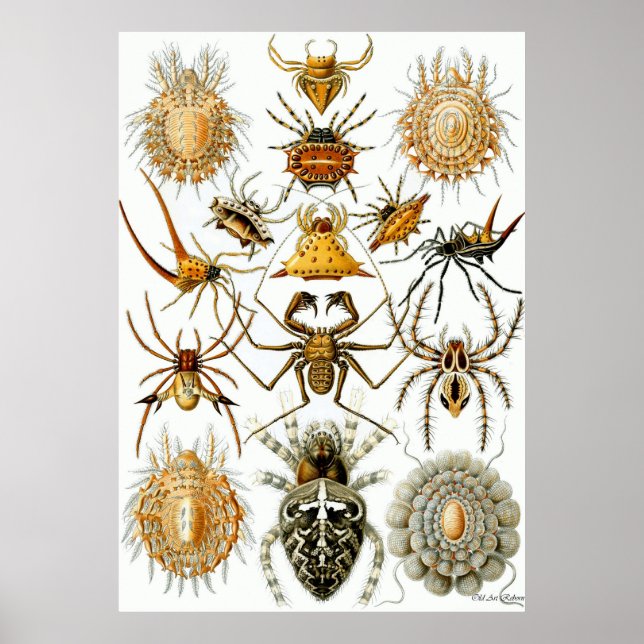 Ernst Haeckel Poster ~ Arachnida (Vorne)
