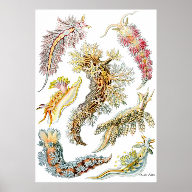 Ernst Haeckel Poster ~ Nudibranchia (Vorne)