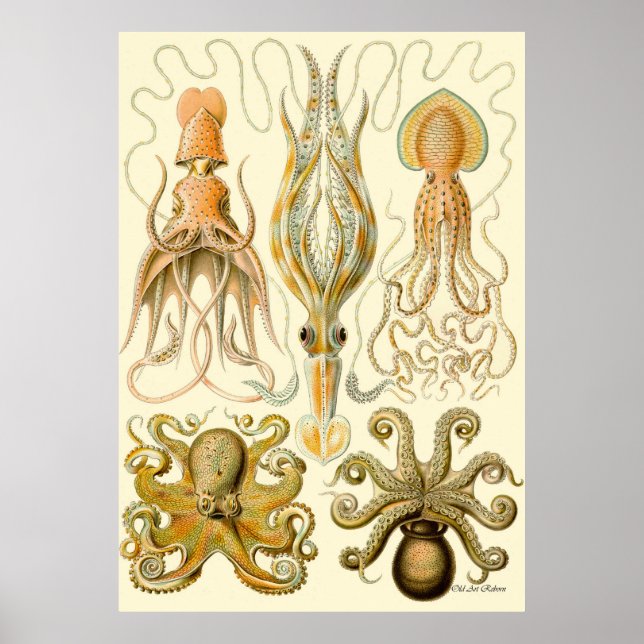 Ernst Haeckel Poster ~ Tafel (Vorne)