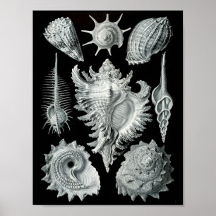 Ernst Haeckel Prosobranchia markieren Schwarz & We Poster