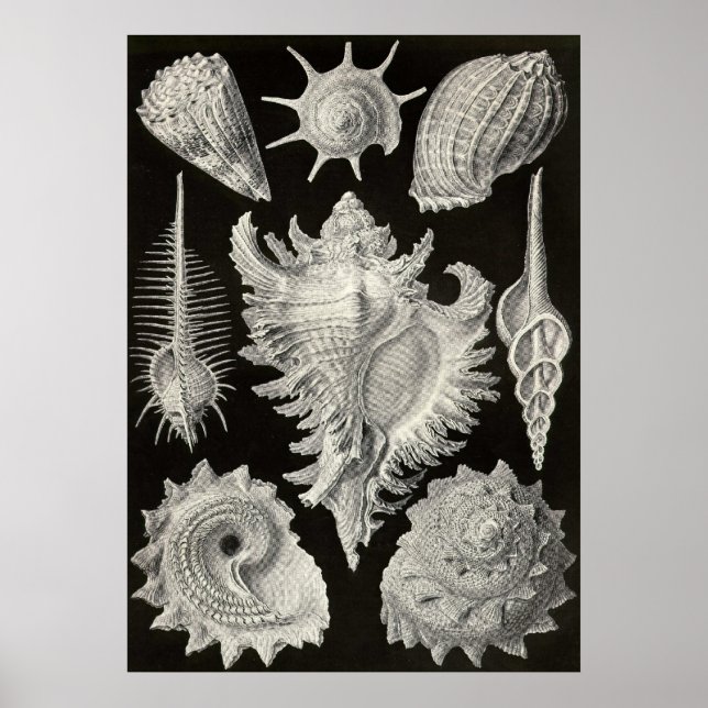 Ernst Haeckel - Prosobranchia Poster (Vorne)