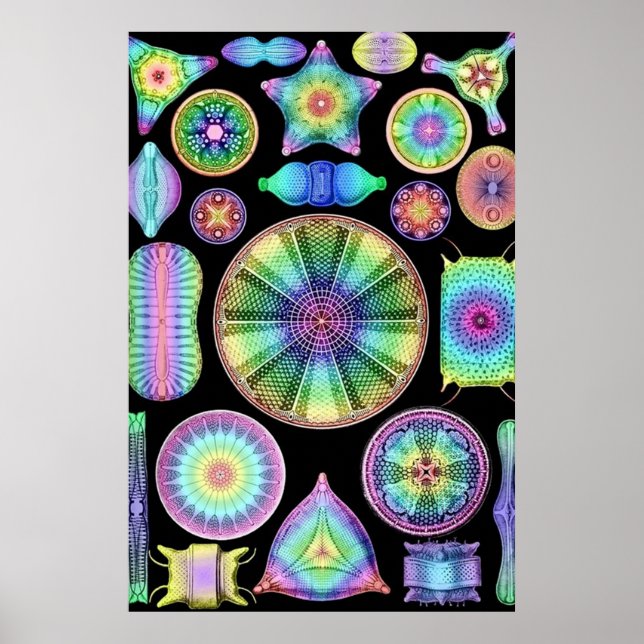 Ernst Haeckel Rainbow Diatom Poster (Vorne)