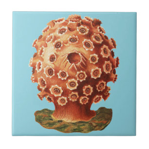 Ernst Haeckel Rotes Korallenmeer Meeresleben Fliese
