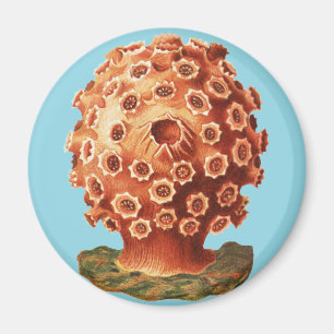 Ernst Haeckel Rotes Korallenmeer Meeresleben Magnet