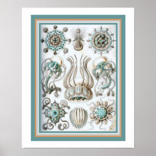Ernst Haeckel " Sacred Geometry" 16 x 20 Print Poster