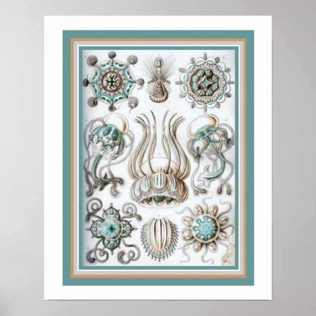 Ernst Haeckel " Sacred Geometry" 16 x 20 Print Poster (Vorne)