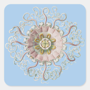 Ernst Haeckel Schiffs-Pink Qualle Medusa Quadratischer Aufkleber
