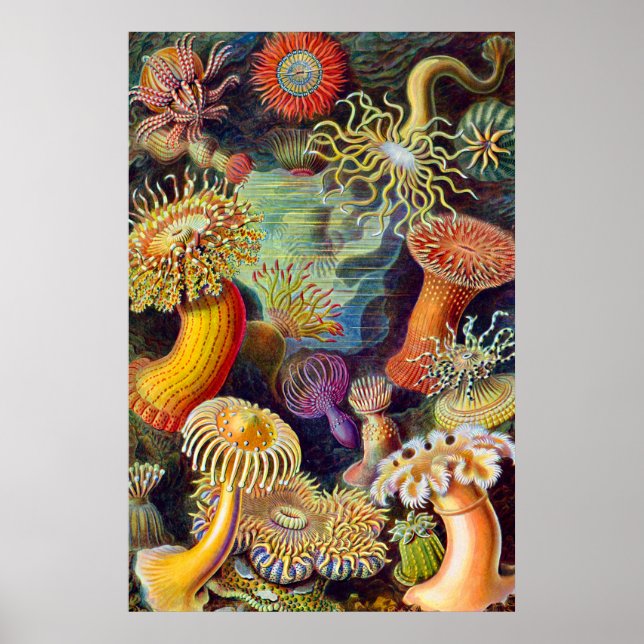 Ernst Haeckel Sea Anemones Marine:Actiniae Poster (Vorne)