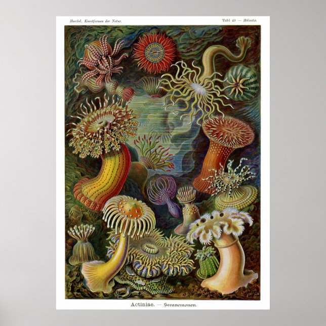 Ernst Haeckel Sea Anemones Poster (Vorne)