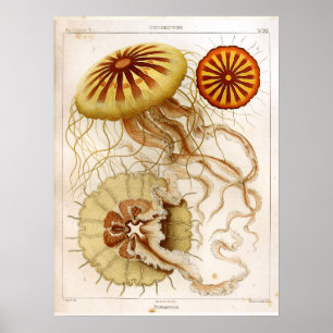 Ernst Haeckel SeaLife Ozean Quallen Kunst Druck Poster