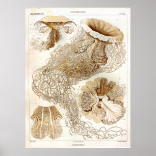 Ernst Haeckel SeaLife Ozean Quallen Kunst Druck Poster