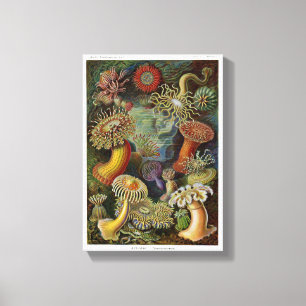 Ernst Haeckel-Seeanemonen Leinwanddruck