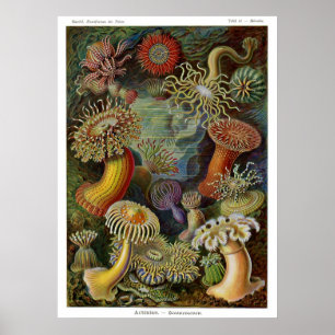 Ernst Haeckel-Seeanemonen Poster