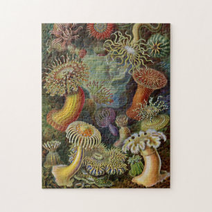 Ernst Haeckel-Seeanemonen Puzzle