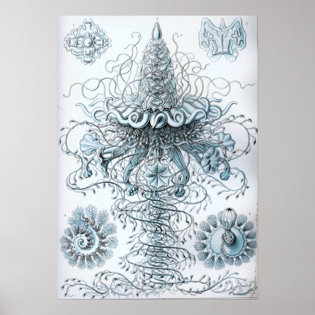 Ernst Haeckel Siphonophorae Jellyfish Bluebottle Poster (Vorne)
