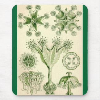 Ernst Haeckel - Stauromedusae Quallen Mousepad