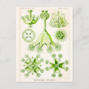 Ernst Haeckel Stauromedusae Stalkjellyfish Postkarte