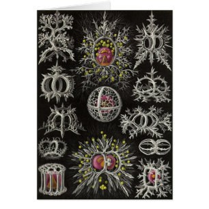 Ernst Haeckel - Stephoidea