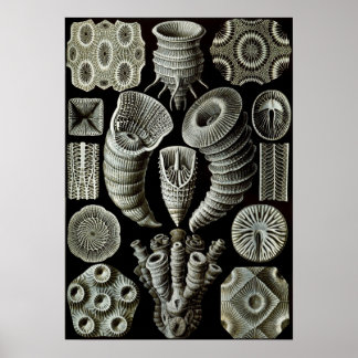 Ernst Haeckel Tetracorallia Poster