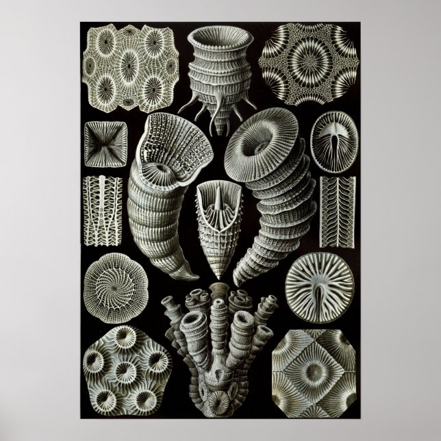 Ernst Haeckel Tetracorallia Poster (Vorne)