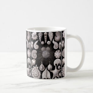 Ernst Haeckel Thalamophora I Kaffeetasse