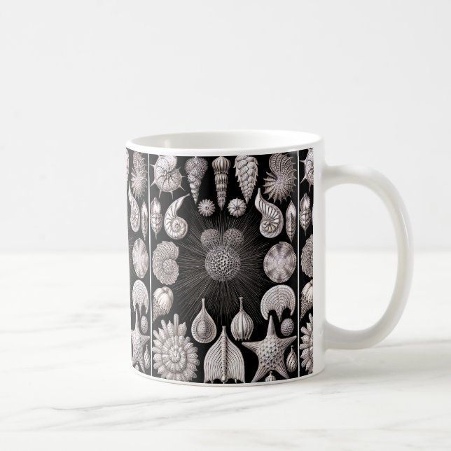Ernst Haeckel Thalamophora I Kaffeetasse (Rechts)