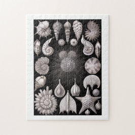 Ernst Haeckel Thalamophora I Puzzle