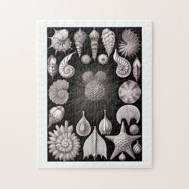Ernst Haeckel Thalamophora I Puzzle (Vertikal)