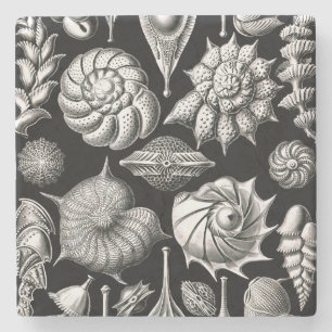 Ernst Haeckel Thalamophora II Steinuntersetzer