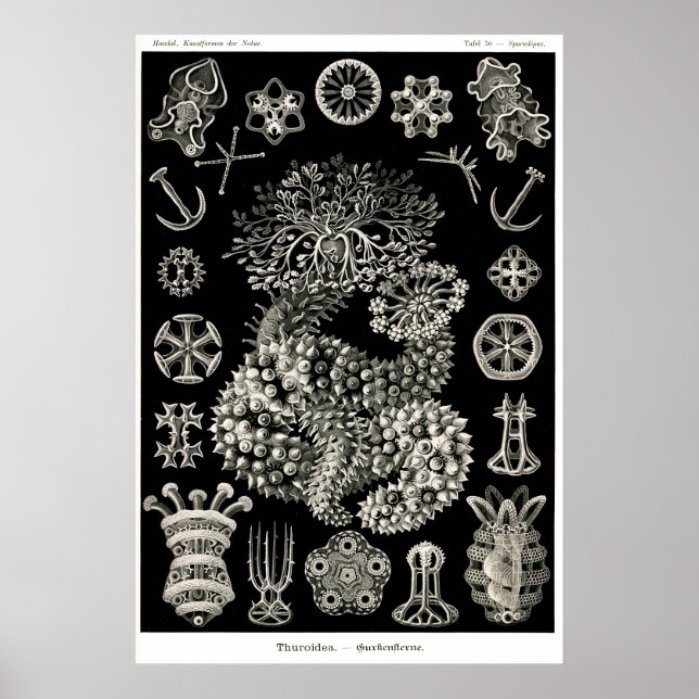 Ernst Haeckel Thuroidea Sea Cucumbers Poster (Vorne)