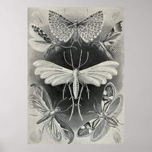 Ernst Haeckel - Tineida Poster (Vorne)