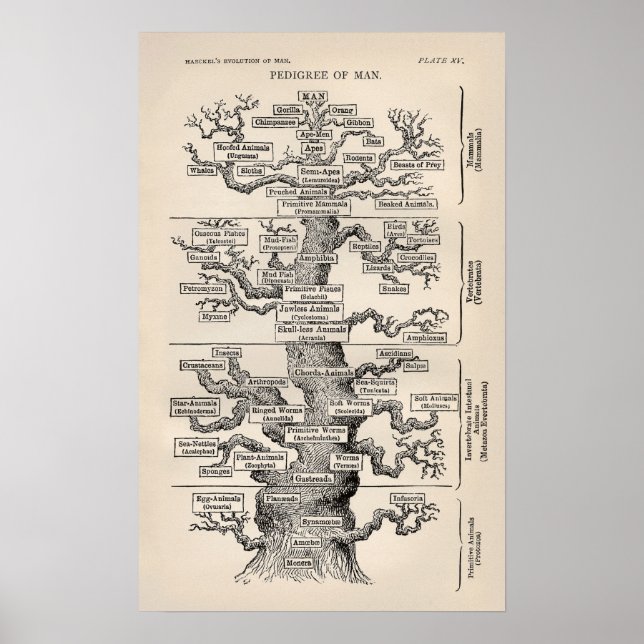 Ernst Haeckel Tree of Life Pedigree of Man Evoluti Poster (Vorne)