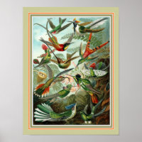 Ernst Haeckel "Trochilidae" 12 x 16 Print