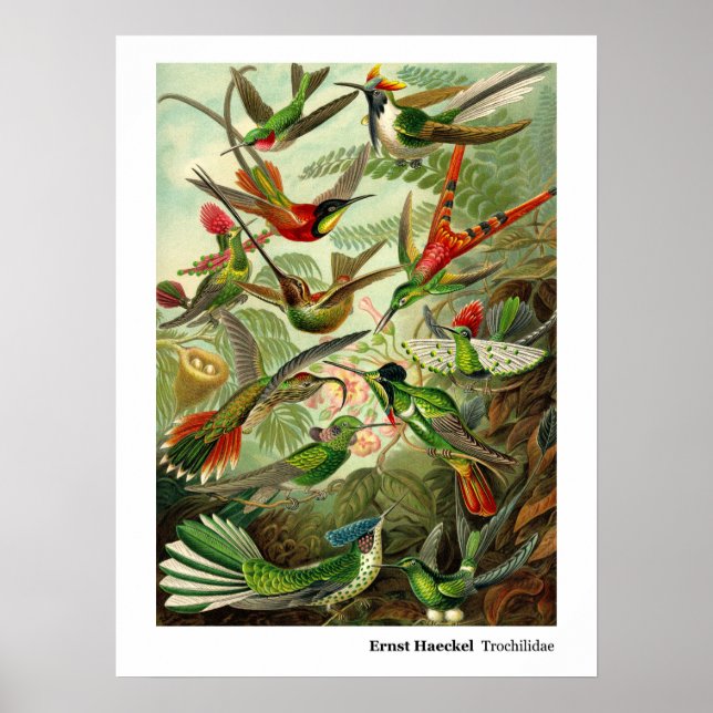 Ernst Haeckel Trochilidae Hummingbird Poster (Vorne)
