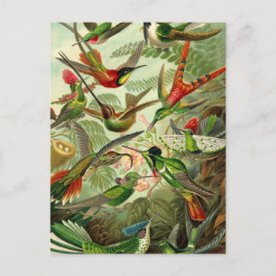 Ernst Haeckel Trochilidae Hummingbird Postkarte