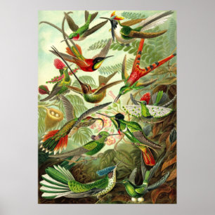 Ernst Haeckel - Trochilidae Hummingbirds Poster