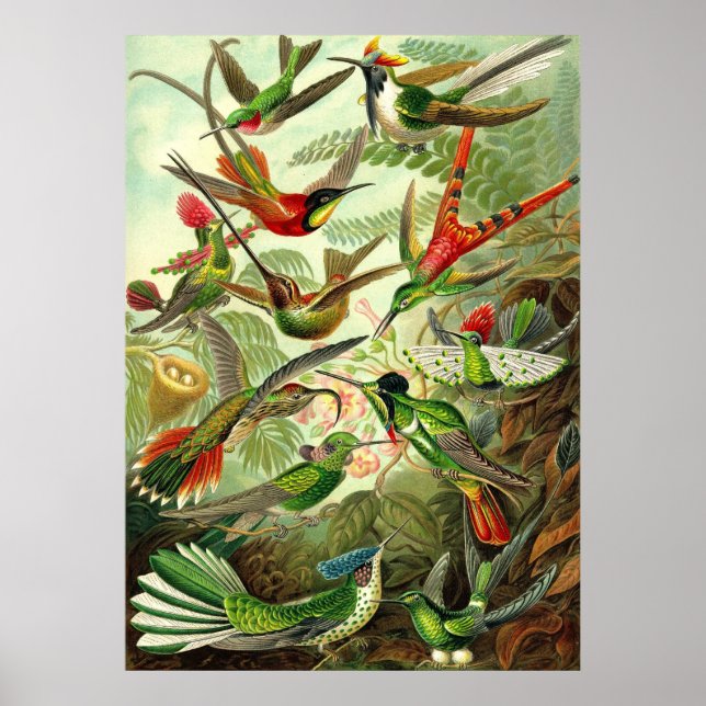 Ernst Haeckel - Trochilidae Hummingbirds Poster (Vorne)