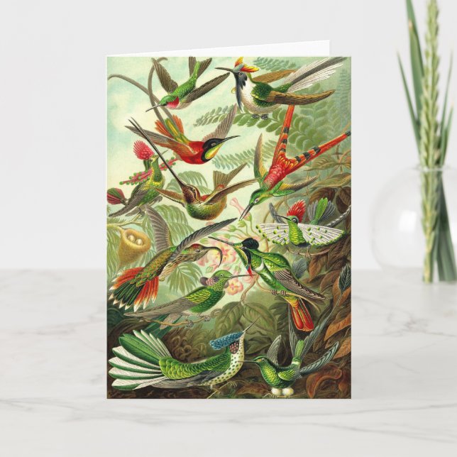 Ernst Haeckel - Trochilidae-Kolibris Karte (Vorderseite)