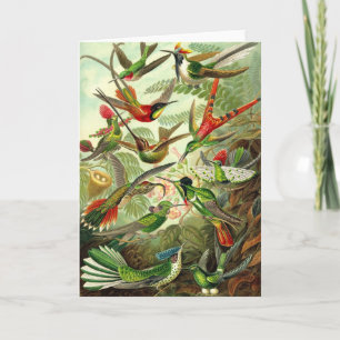 Ernst Haeckel - Trochilidae-Kolibris Karte